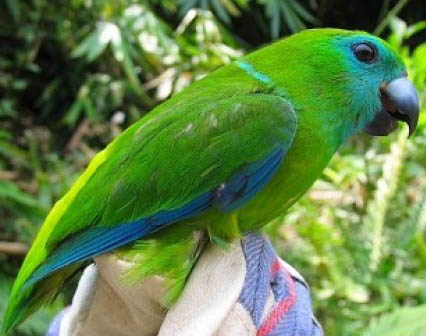 Bolbopsittacus lunulatus